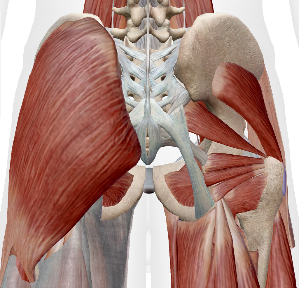 股関節周囲の筋肉