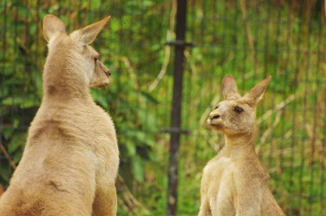 カンガルー