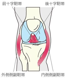 内側側副靭帯