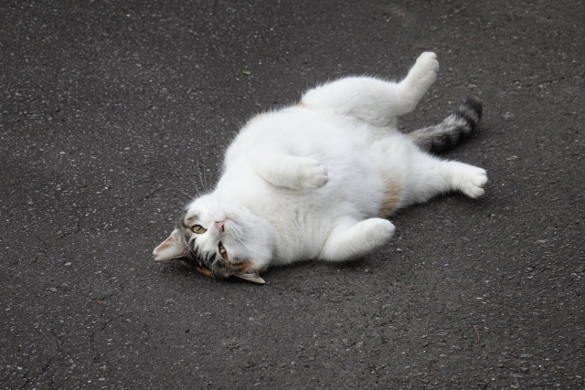 ねこ