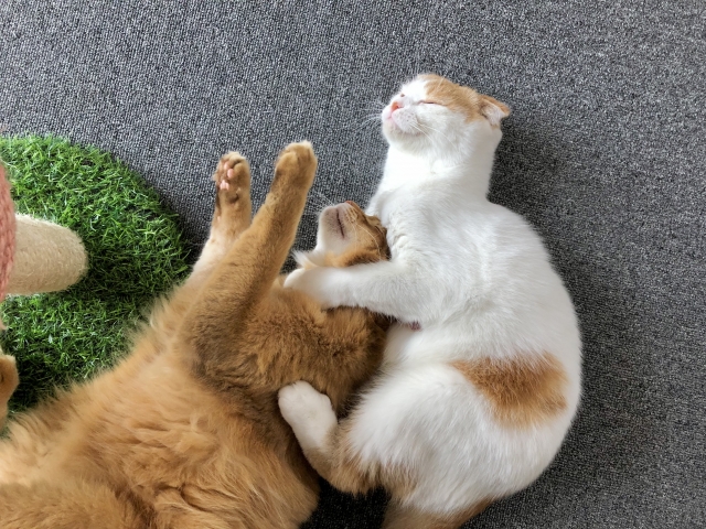 猫