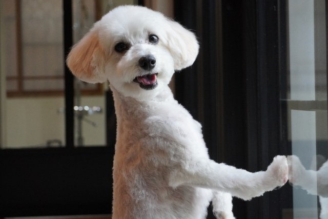 犬
