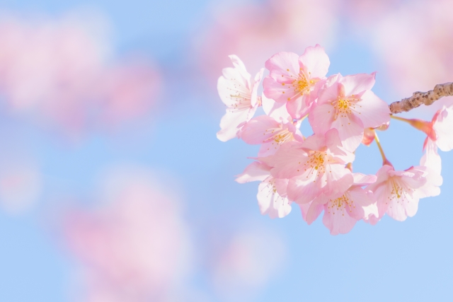 桜